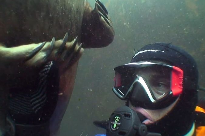 BEZ KOMENTÁŘE: Tuleň si pod vodou potřásl rukou s potápěčem