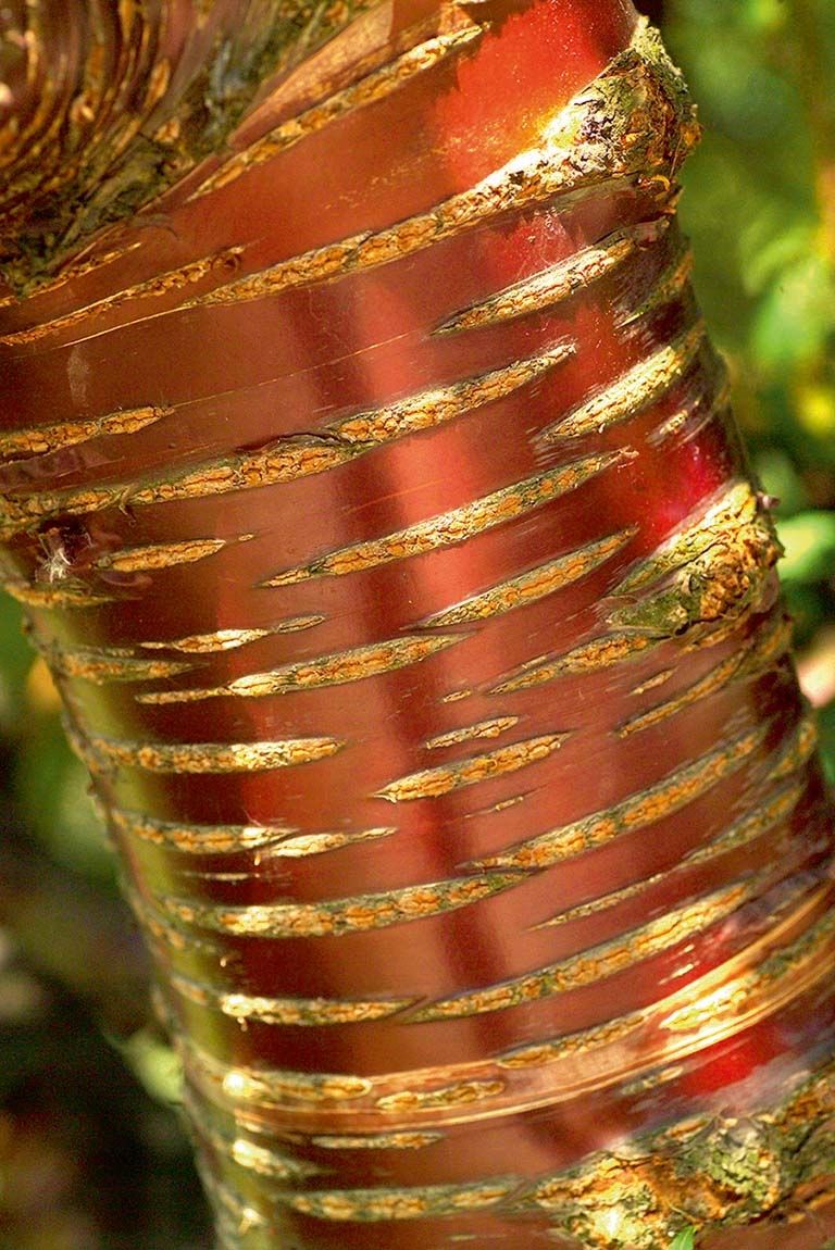 Lesklá, mahagonově červená borka s vodorovnými lenticelami (výstupy) prozrazuje třešeň tibetskou (Prunus serrula). 