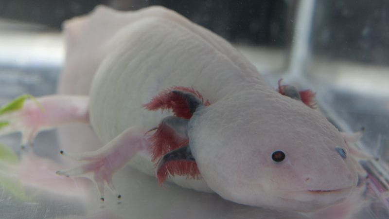 Ženy se rády líbí, ale tahle samice axolotla si na vzhledu příliš nezakládá.