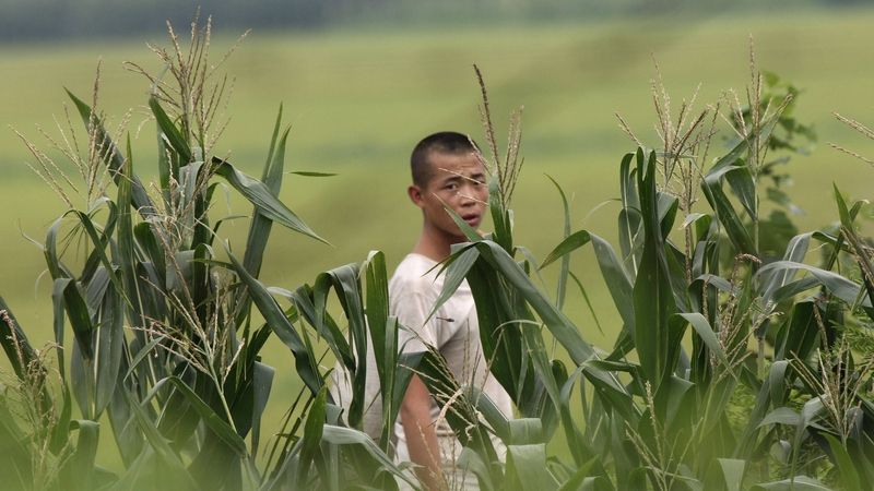 Severokorejský voják na poli na archivním záběru ze srpna 2010