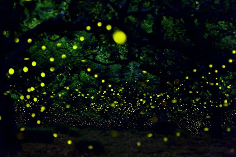 Tančící světlušky vypadají jako maličké lampióny zavěšené na větvích stromů