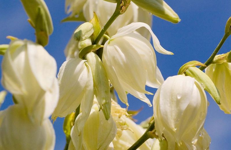 Bílé až krémové zvonkovité květy se otevírají v červnu a v červenci ve výšce až 2 m. 