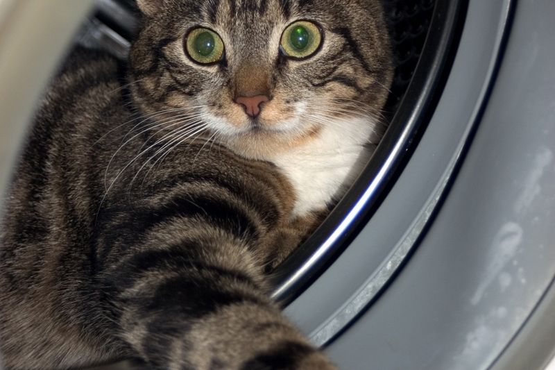 Kočky si v pračce často hledají svůj úkryt, důležité je včas uprchnout. Ilustrační foto