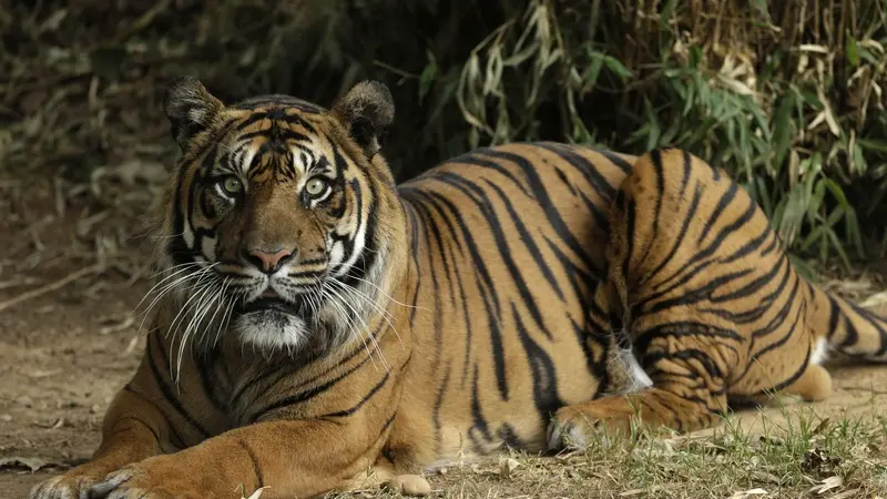 divka v zoo na plzensku prostrcila ruku s mobilem do klece s tygrem selma ji sekla novinky cz