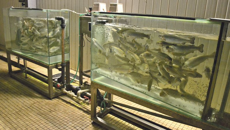 Součástí úpravny jsou i akvária s pstruhy, kteří střeží čistotu vody.