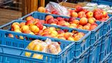 Sadařům chybějí zahraniční česači, úroda jablek bude opět podprůměrná