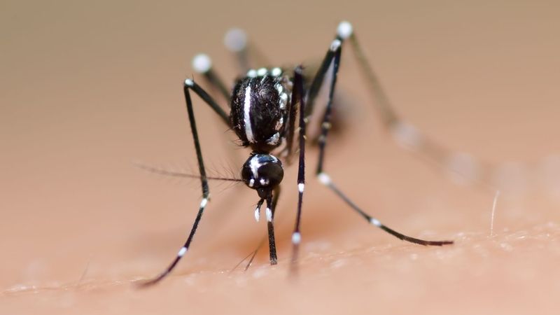 Komár Aedes albopictus