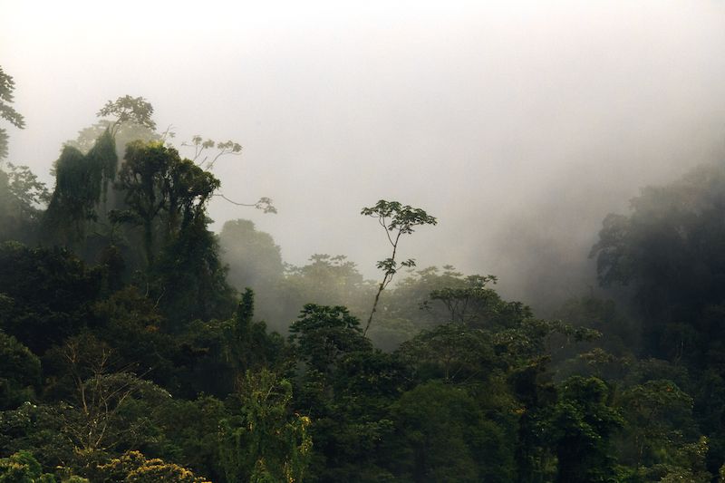 Pralesy pokrývají značnou část země.