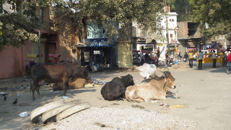 Dobytek v centru Dillí ve čtvrti Pahar Ganj
