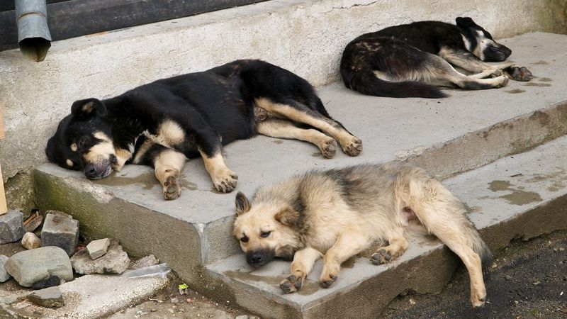 V Rumunsku jsou desetitisíce toulavých psů. Jen v ulicích Bukurešti jich je podle odhadů přes šedesát tisíc.