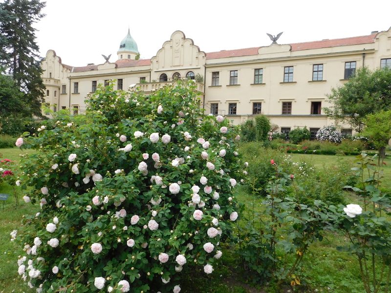 Zámek Častolovice či spíše jeho venkovní prostory totiž téměř všudypřítomné růže provoněly a dodaly mu na ještě větším půvabu. 