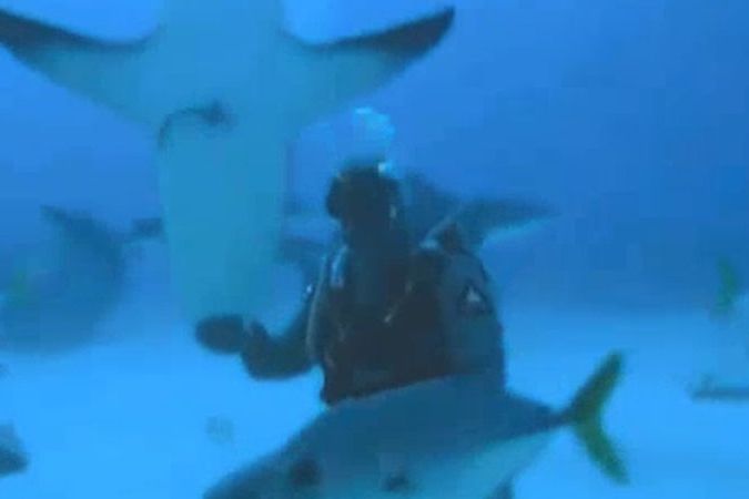 BEZ KOMENTÁŘE: Potápěč dostal žraloka do transu