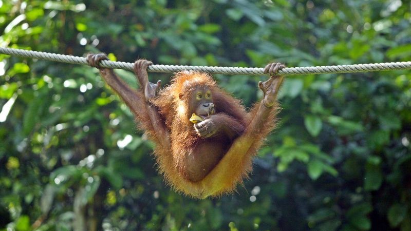 Přirovnání k orangutanům mnoho lidí rozzlobilo.