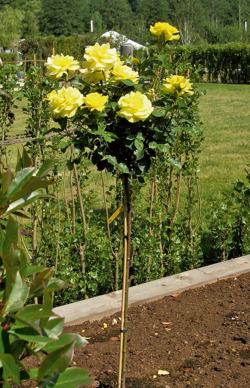 Stromková růže 