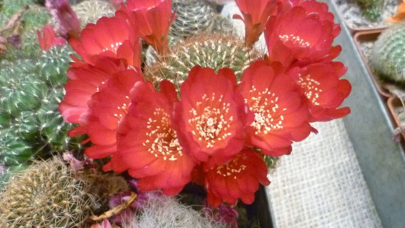 Výstava upoutala pestrou krásou barev a rozmanitostí tvarů vystavených kaktusů.