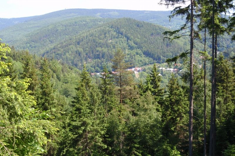 Kácení starých stromů v Krušných horách. Greenpeace hrozí žalobou