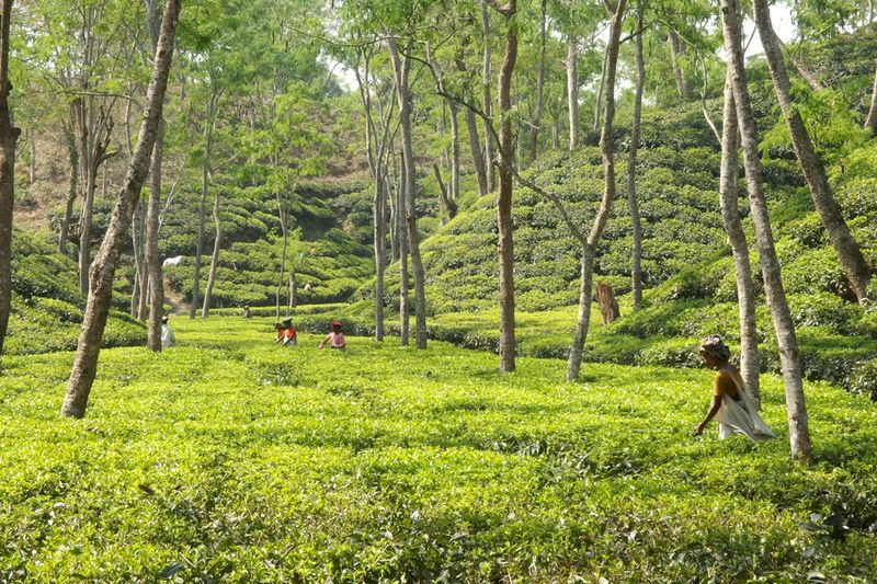 Na čajových plantážích v Bangladéši pracují ve velkém počtu námezdní síly z Indie