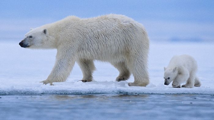 Masivní tání arktického ledu by mohlo mít katastrofální následky pro zdejší život.