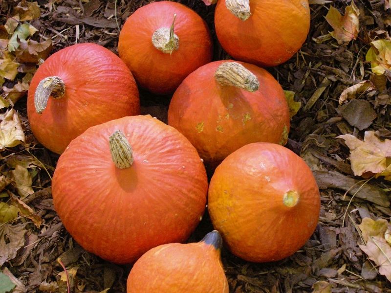 Uchiki Kuri je japonská odrůda tykve (Cucurbita maxima) s lahodnou chutí lehce připomínající kaštany a zářivě oranžovou barvou. Někdy se označuje také jako červené Hokkaidó. Plody jsou menší, 1–2,5 kg a hodí se k přípravě polévek nebo i příloh. 