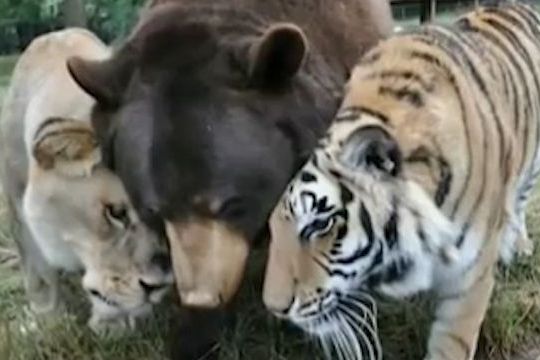 BEZ KOMENTÁŘE: Lev, medvěd a tygr jsou nerozlučnými přáteli