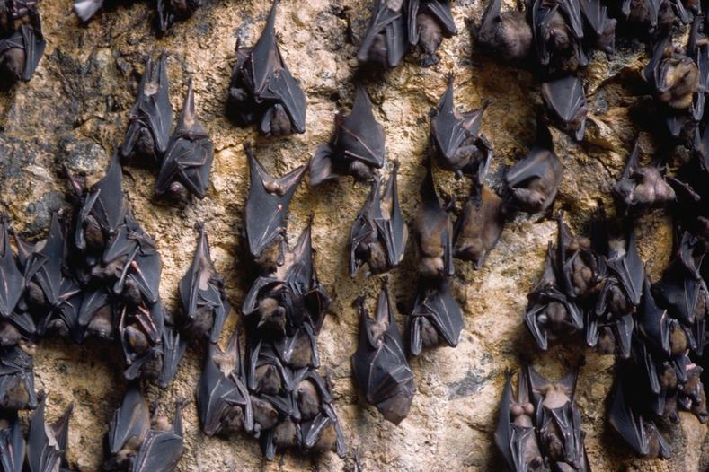 Kvůli článku o pářících se netopýrech je profesor obviněný ze sexuálního harašení. Ilustrační foto
