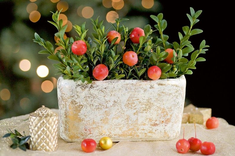 Mezi větvičkami zimostrázu dokonale vynikají mini jablíčka napíchnutá na kousek drátku. Tradiční kombinaci zelené s červenou svátečně dokresluje zlatá patina nádoby. 
