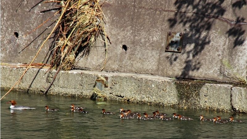 Hejno mláďat se prohání po hladině řeky Olše přímo v areálu hutě.