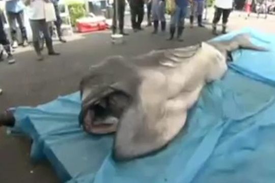 BEZ KOMENTÁŘE: Vědci zkoumají vzácného žraloka velkoústého