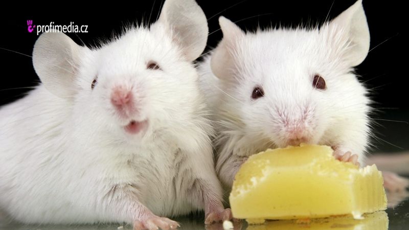Baterie zvýšila imunitu myší.