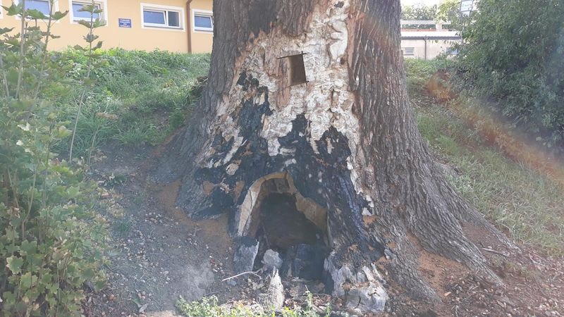 Takto dopadl desítky let starý památkově chráněný dub, který vandal v Hluboké nad Vltavou zničil. 