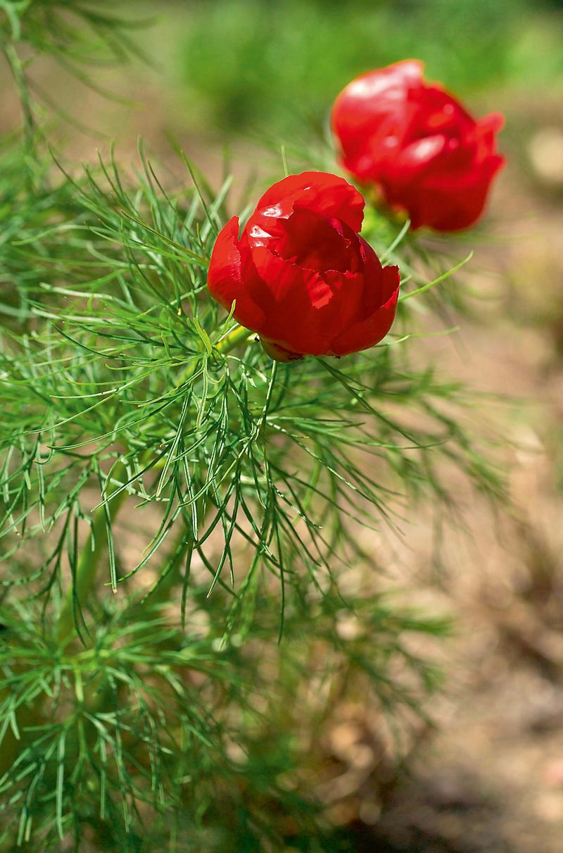 Pivoňka úzkolistá P. tenuifolia nabízí netypické, jemně čárkovité listy. Květy jsou jednoduché, tmavě červené. Plné květy má odrůda Plena. Skvělá na skalku! 