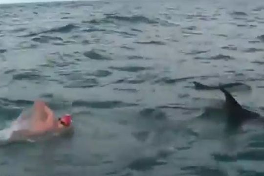 BEZ KOMENTÁŘE: Delfíni se u plavce drželi něco přes hodinu