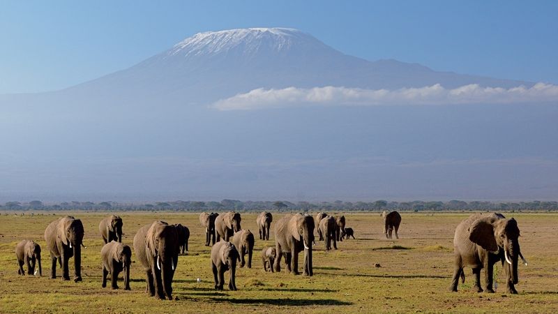 V Keni je spousta nádherných míst, kde se šimpanzi nejedí. Třeba národní park Ambroseli, kde lze za slony vidět velehoru Kilimandžáro.