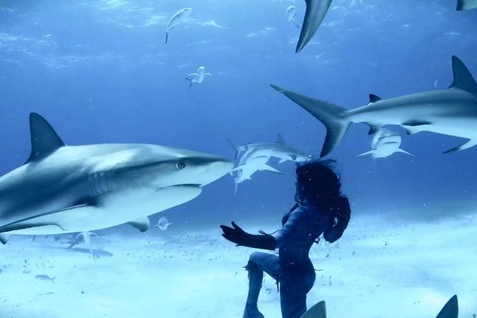 BEZ KOMENTÁŘE: Živoucí mořská panna plave mezi žraloky