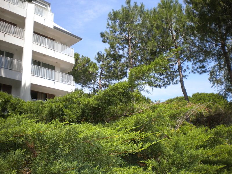 Vzrostlá zeleň obklopuje v Lignanu každý hotel, penzion, také ulice a parky. 