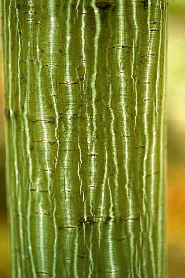 K javorům s tzv. hadí kůrou patří i javor vlasonohý (Acer capillipes). 