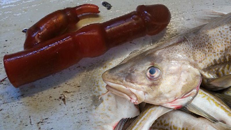 Vibrátor nalezený norským rybářem v ulovené tresce