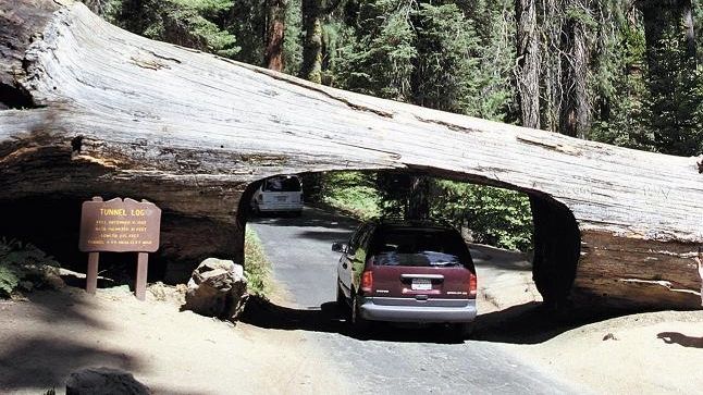 Jedna z největších atrakcí přístupné části parku Sequoia – Tunnel log, průjezd padlým kmenem.