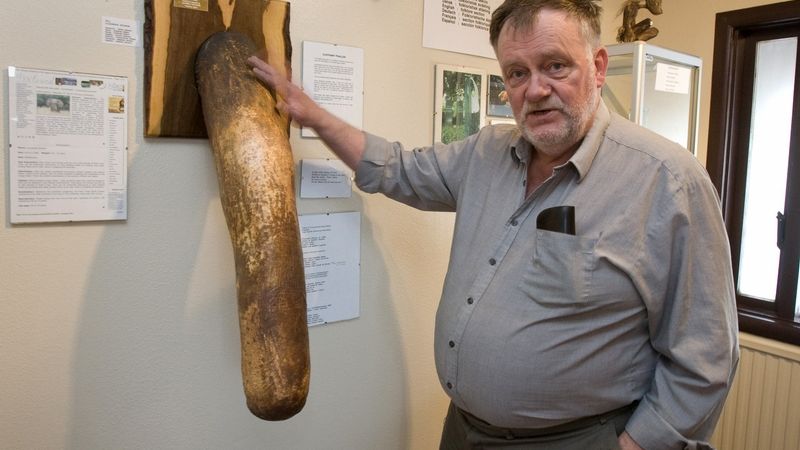 Sigurdur Hjartarson, majitel muzea, u sloního penisu.