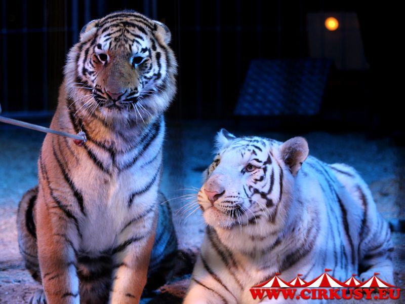Sibiřský tygr s bílým bengálským, kteří jsou odměnění kouskem masa za svůj výkon 