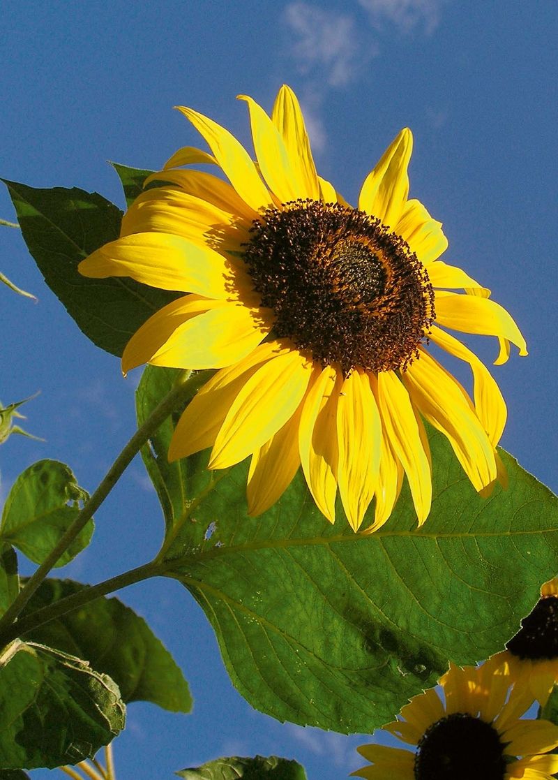 Velké úbory slunečnic směle konkurují slunci na letní obloze. Děti přitahuje barva i výška rostlin. 