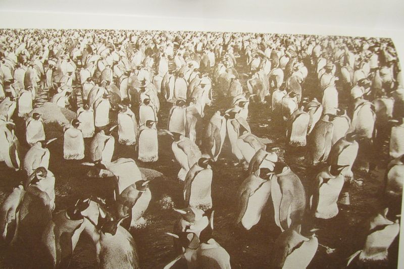 Tučňáci, jak je vyfotil Ruda mořeplavec(kopie obrázku Rudy Krautscgneidera)