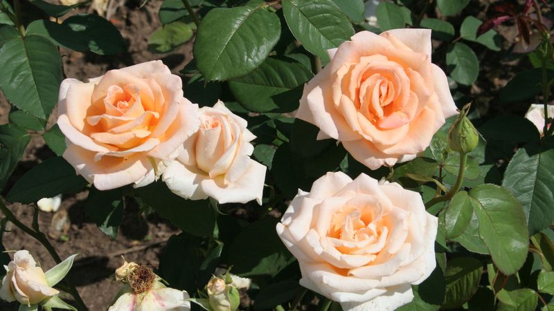 Helenka - velkokvětá růže ze skupiny čajohybridů dorůstá výšky až 120 cm. Byla vyšlechtěna Richardem Tesařem v roce 1989.