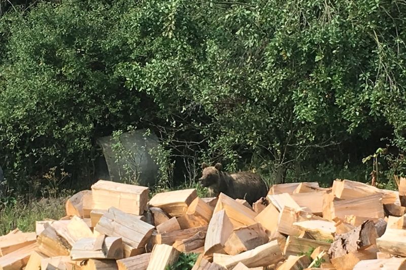 Mladý medvěd procházel obydlí ve Vranči u Nového Hrozenkova