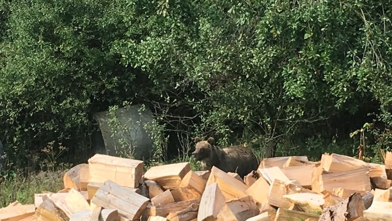 Mladý medvěd procházel obydlí ve Vranči u Nového Hrozenkova