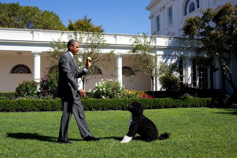 Na jaře 2009 přibylo do rodiny amerického prezidenta Barracka Obamy štěně portugalského vodního psa jménem Bo