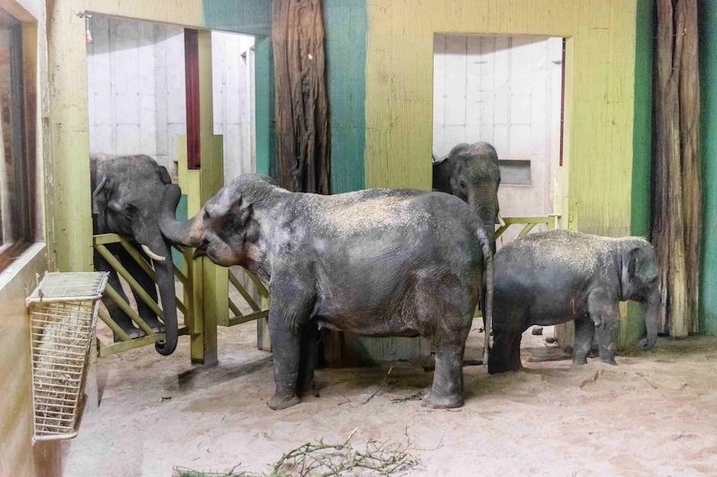 Slonice opouštějí pražskou zoo