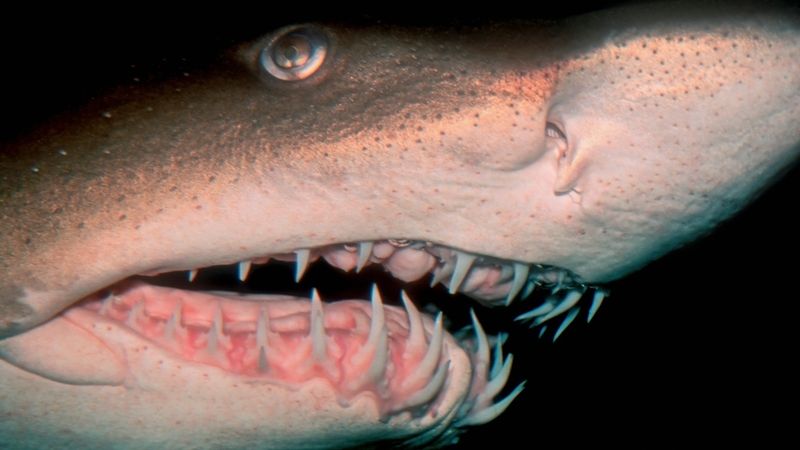 Žádný nebezpečný žralok bílý (Carcharodon carcharias) uloven nebyl