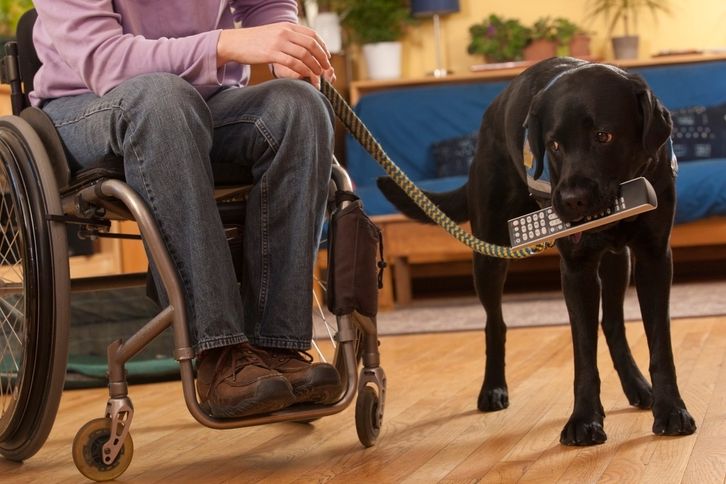 Žena s roztroušenou sklerózou na vozíku a s věrným přítelem po boku. 