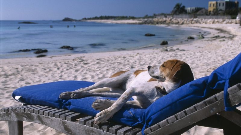 Odpočinek na pláži si můžou užívat i psi. Ilustrační foto